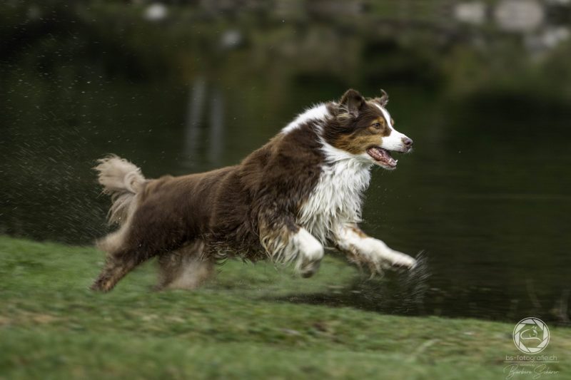 Hundeshooting Barney