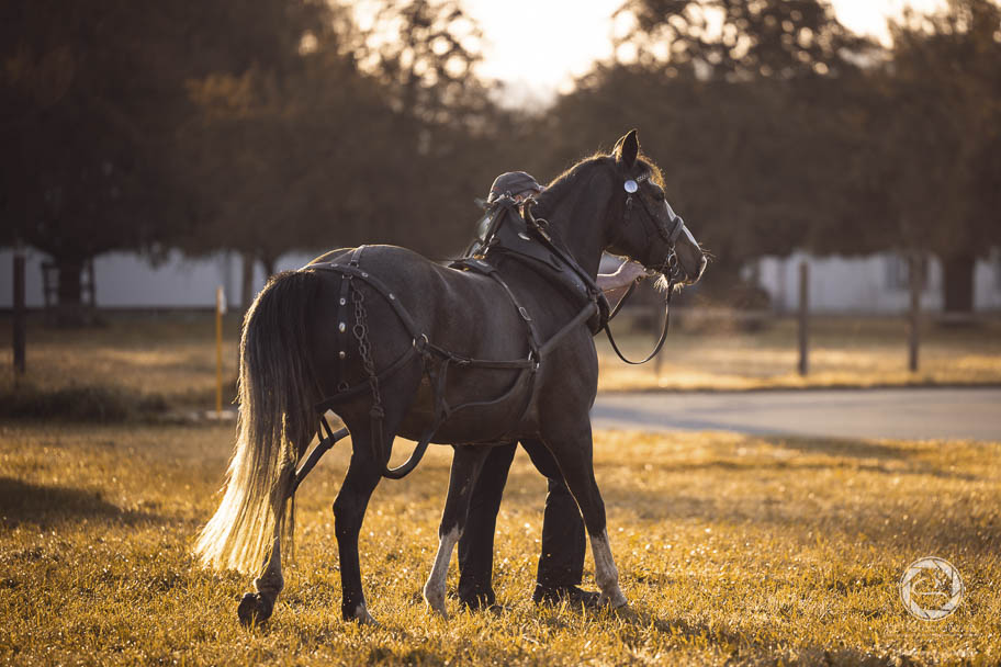 Gymkhana, Holzrücken, Zugprüfung Worben