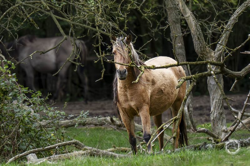 Dülmer Wildpferde