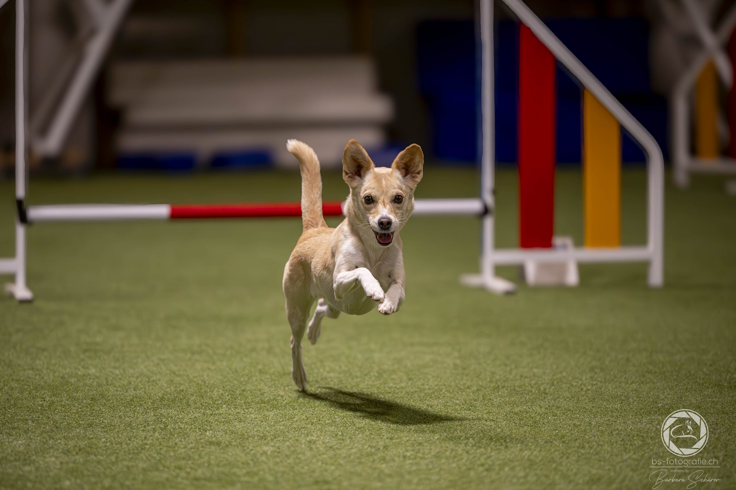 Agility Point Plauschturnier