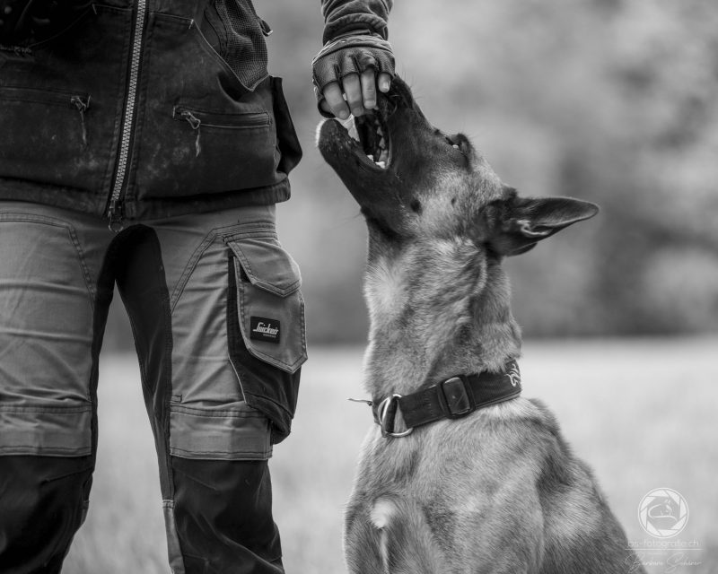Begleithundetraining bei Dogs4Life