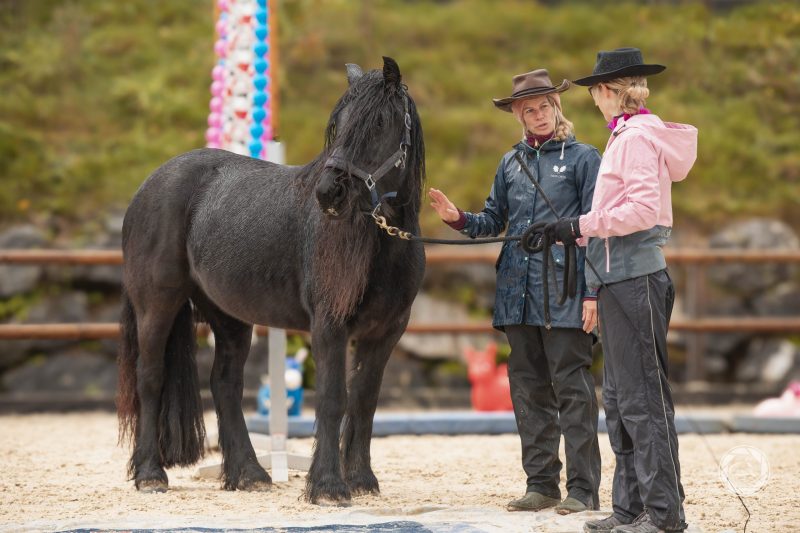 HorseChallenge Training, Boll