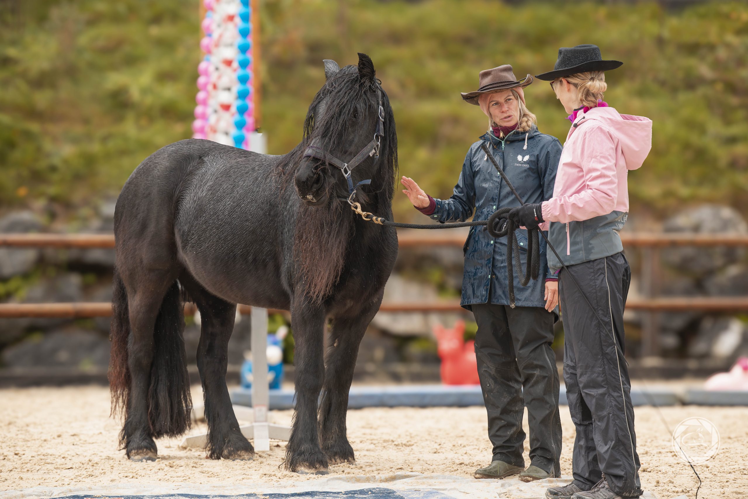 HorseChallenge Training, Boll