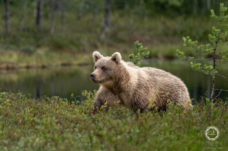 Tierfotografie in Finnland